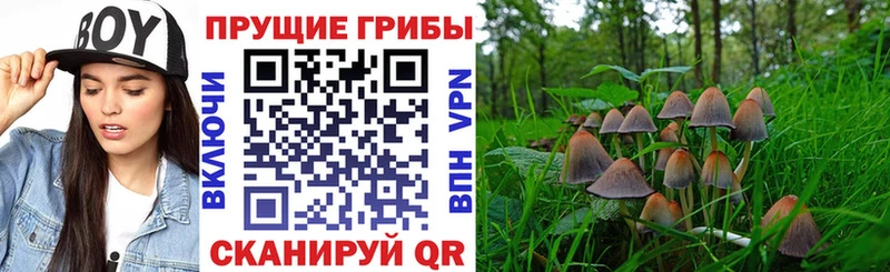 Псилоцибиновые грибы Psilocybe  даркнет состав  Кизляр 